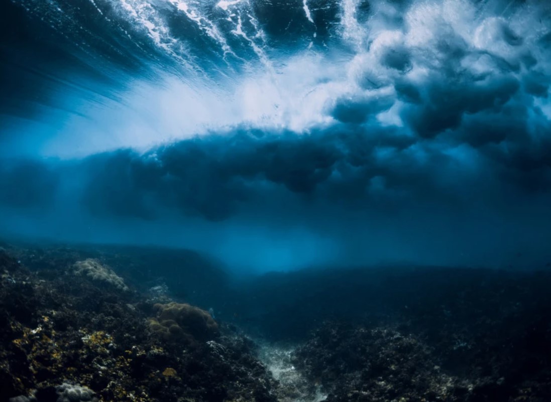 Nevjerovatno otkriće u Tihom okeanu: Najveći koral ikada