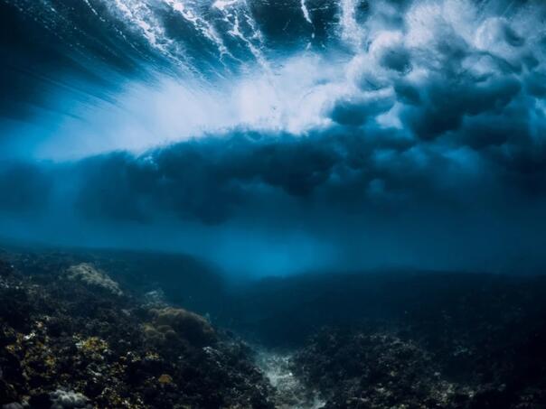 Nevjerovatno otkriće u Tihom okeanu: Najveći koral ikada
