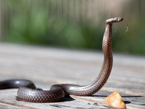 Nevjerovatan podatak: Ko spašava živote nakon ujeda kobre, nije čovjek!