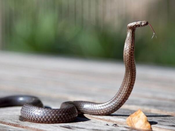 Nevjerovatan podatak: Ko spašava živote nakon ujeda kobre, nije čovjek!