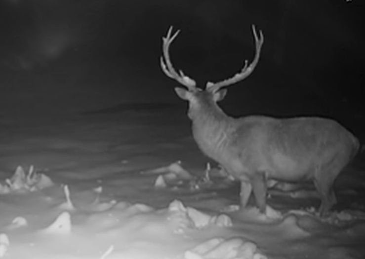 Nevjerovatan snimak: Jelen u zadnji čas izbjegao napad vukova