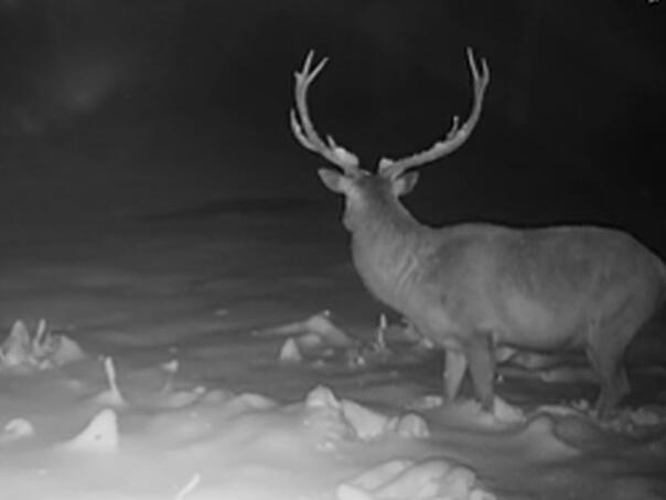 Nevjerovatan snimak: Jelen u zadnji čas izbjegao napad vukova