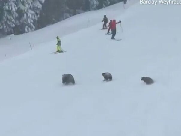 Nevjerovatan snimak: Medvjedi napali skijaše u Americi