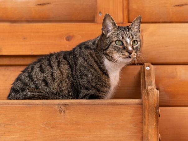 Nevjerovatna priča: Mačak prešao 1500 km da se vrati vlasnicima