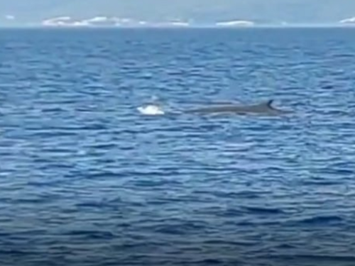 Nevjerovatna snimka kita kod Pelješca kruži internetom: "Oduševio nas je"