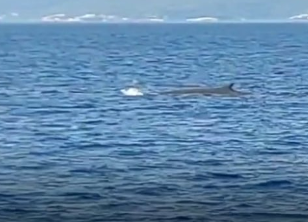 Nevjerovatna snimka kita kod Pelješca kruži internetom: "Oduševio nas je"