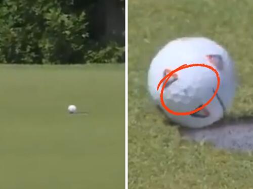 Nevjerovatna sreća: Muha pomogla golferu da ubaci loptu i zaradi dva miliona dolara
