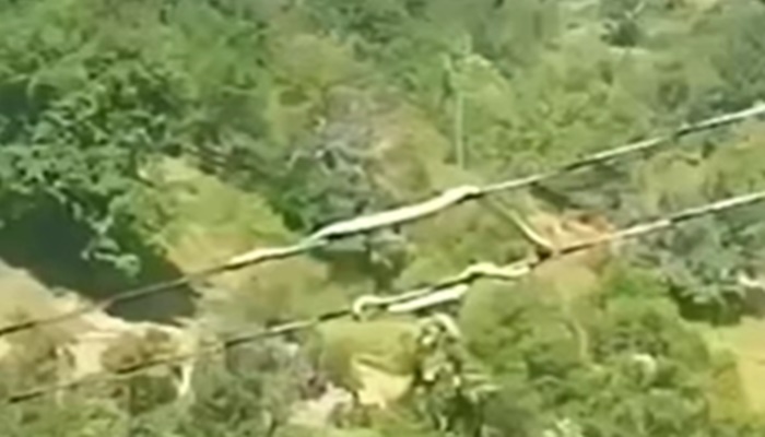 Nevjerovatna 'zmija akrobata' snimljena u BiH!