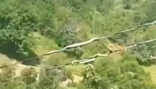 Nevjerovatna 'zmija akrobata' snimljena u BiH!