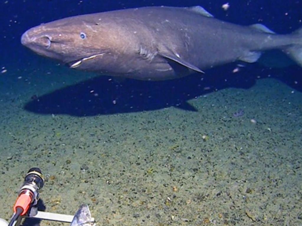 Morski pas snimljen prvi put u zaleđenim vodama Antarktike