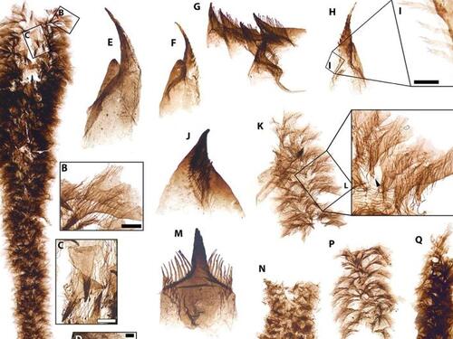 Nevjerovatno otkriće: Ovako je izgledao život prije 500 miliona godina