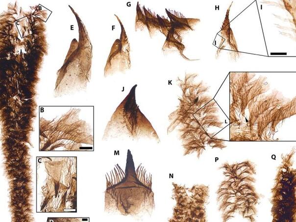 Nevjerovatno otkriće: Ovako je izgledao život prije 500 miliona godina