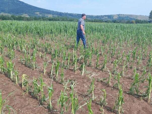 Nevrijeme praćeno gradom uništilo usjeve na sjeveru BiH