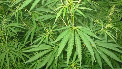 New Jersey i Arizona legalizirali marihuanu, Oregon psilocibin