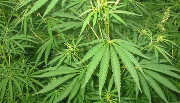 New Jersey i Arizona legalizirali marihuanu, Oregon psilocibin