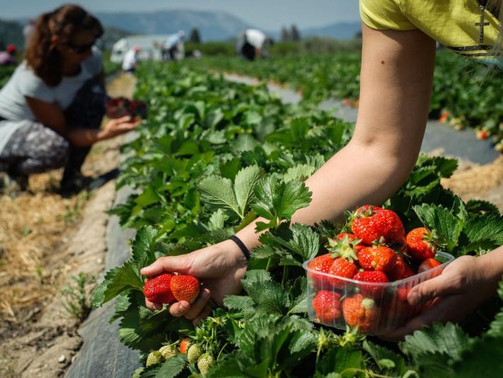Niko neće da bere jagode, a dnevnica 100 KM?