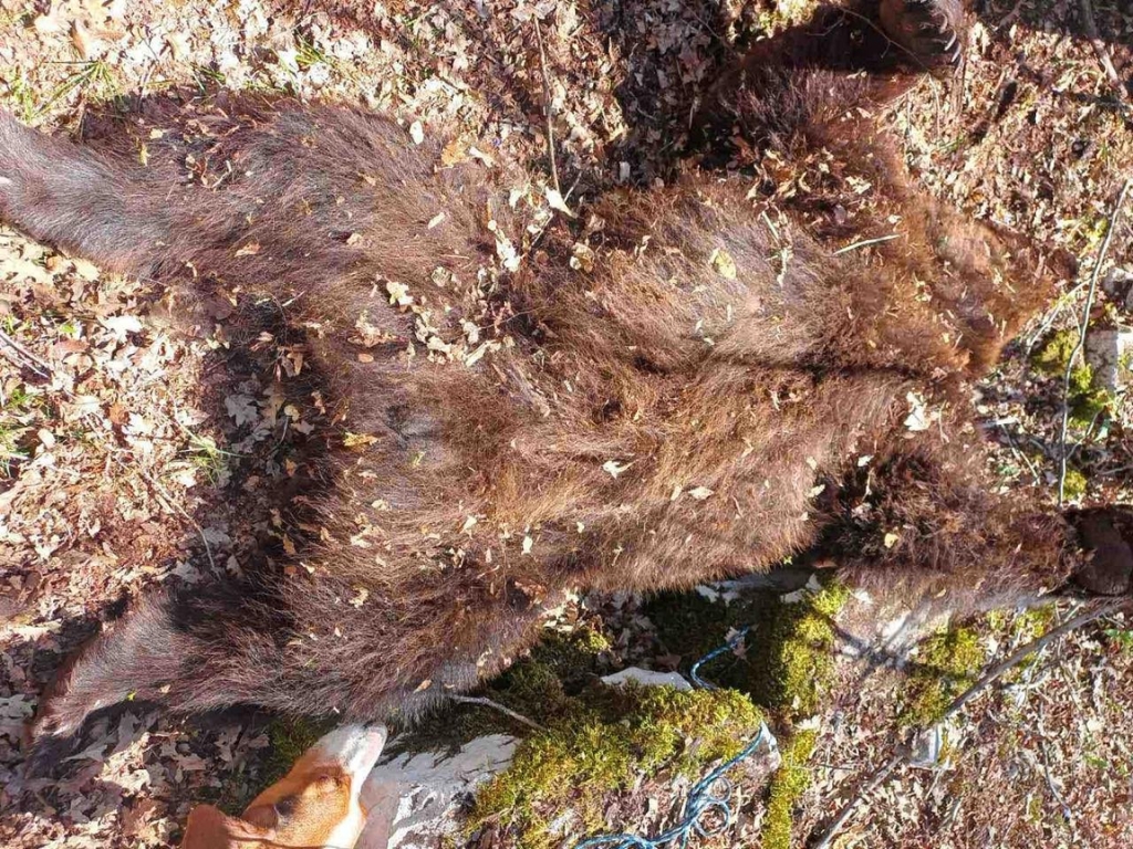 Nikšićani osumnjičeni da su ubili medvjeda