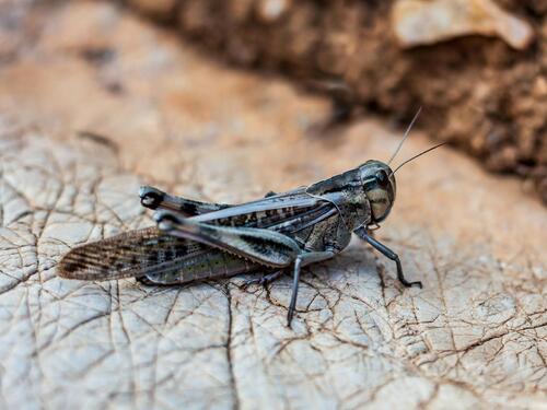 Ništa od "hrane budućnosti": Propala najveća farma insekata