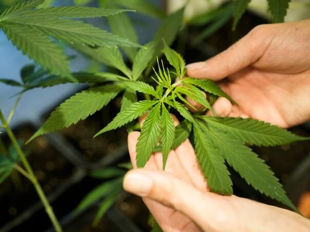 Njemačka legalizirala rekreativnu upotrebu kanabisa