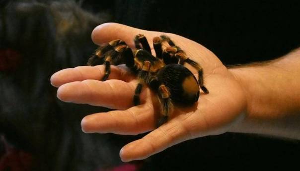 Njemački znanstvenik nazvao novu vrstu pauka po Greti Thunberg