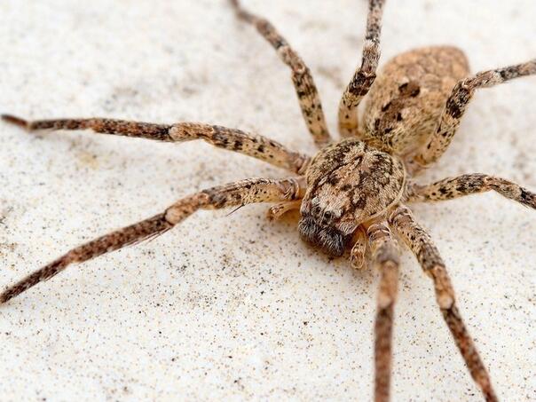 Nosferatu pauk se širi Evropom: Stručnjaci otkrili koliko je opasan za ljude