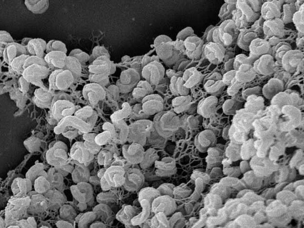 Nova otkrića o bakterijama mogla bi smanjiti emisije stakleničkih gasova