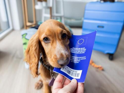 Nova pravila za kućne ljubimce koji putuju u EU