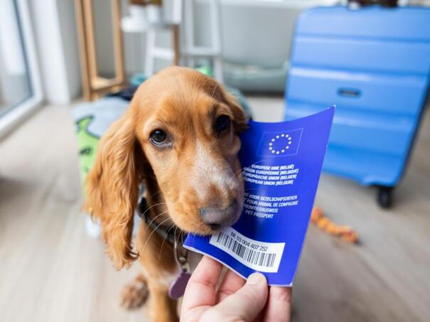 Nova pravila za kućne ljubimce koji putuju u EU
