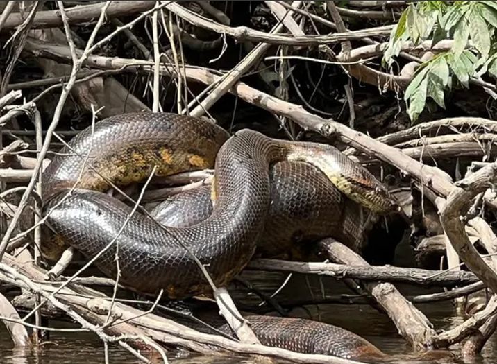 Nova vrsta zmije otkrivena u amazonskoj prašumi: Ogromna je