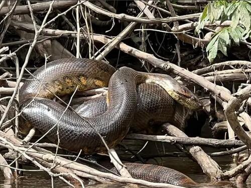 Nova vrsta zmije otkrivena u amazonskoj prašumi: Ogromna je
