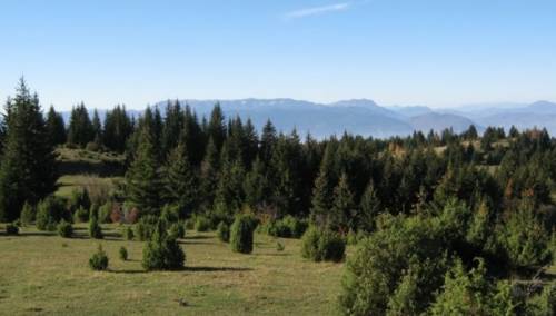 Nove akcije pošumljavanja, BiH bogatija za 9.350 sadnica