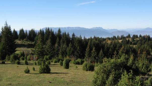 Nove akcije pošumljavanja, BiH bogatija za 9.350 sadnica