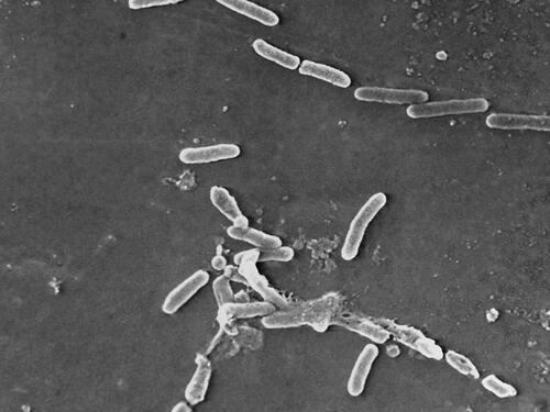 Novi antibiotik razlikuje dobre od loših bakterija