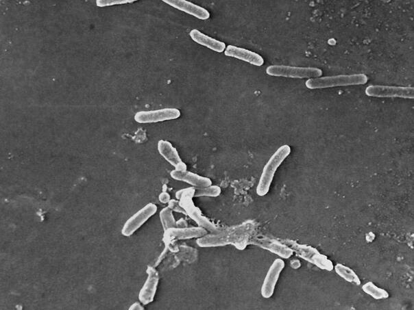 Novi antibiotik razlikuje dobre od loših bakterija