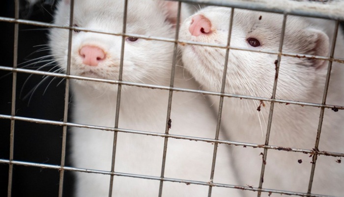 Novi slučajevi koronavirusa na farmama kuna u šest zemalja