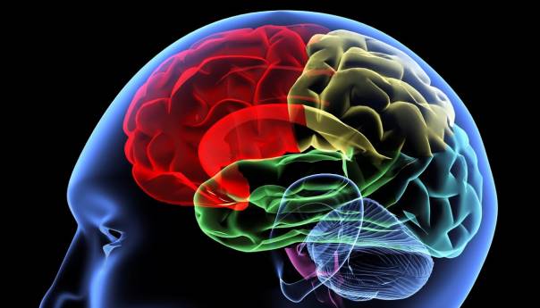 Novi vještački mozak razvija se poput ljudskog