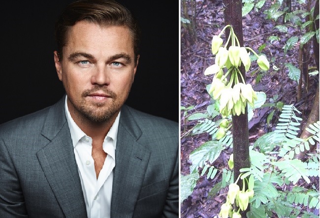 Novootkrivenu vrsta drveta nazvali po Leonardu DiCapriju