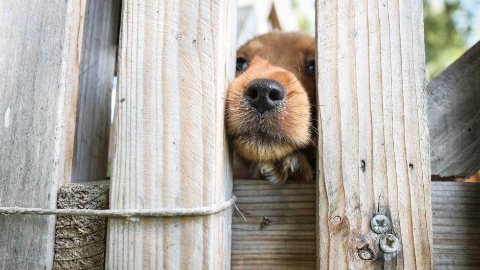 Obećavajući rezultati eksperimenta s psima koji nanjuše covid-19