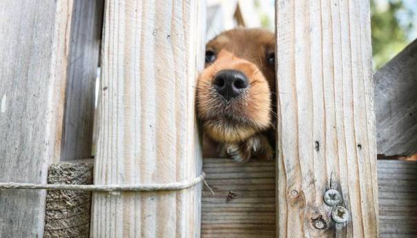 Obećavajući rezultati eksperimenta s psima koji nanjuše covid-19