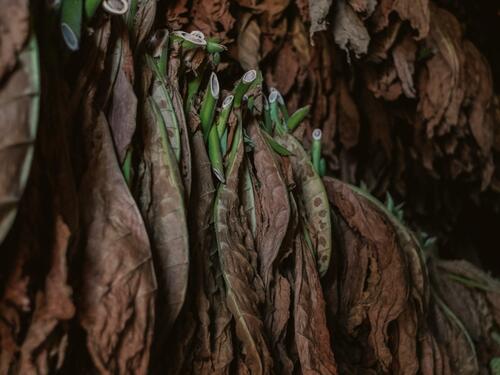 Očekuje se prihod od akciza na duhan veći od milijarde KM