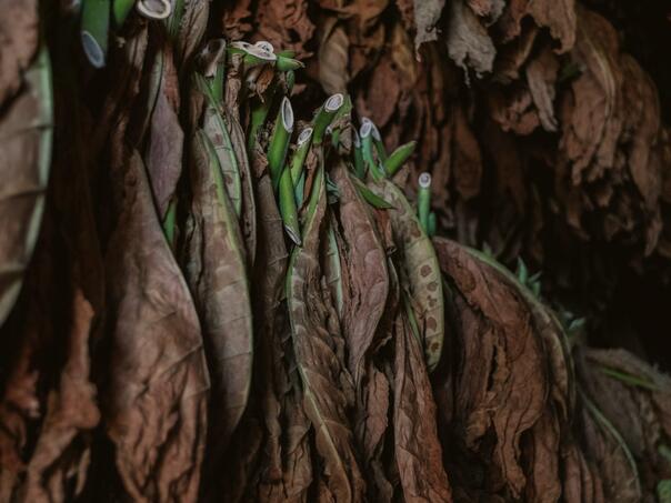 Očekuje se prihod od akciza na duhan veći od milijarde KM