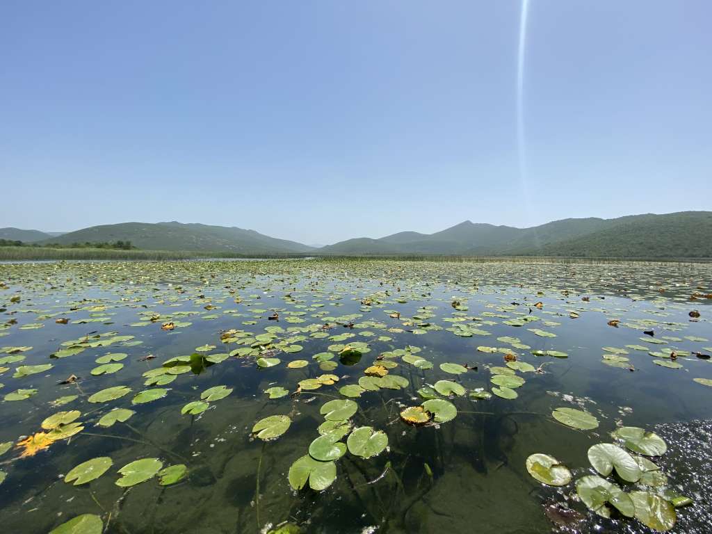 Očuvanje i obnova vlažnih staništa pitanje je očuvanja života na planeti