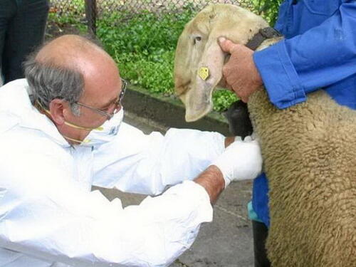 Od bruceloze samo u ZDK-u oboljelo 23 osobe i 74 životinje