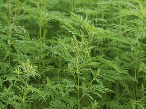 Od početka oktobra značajan pad koncentracije polena alergenih biljaka u KS