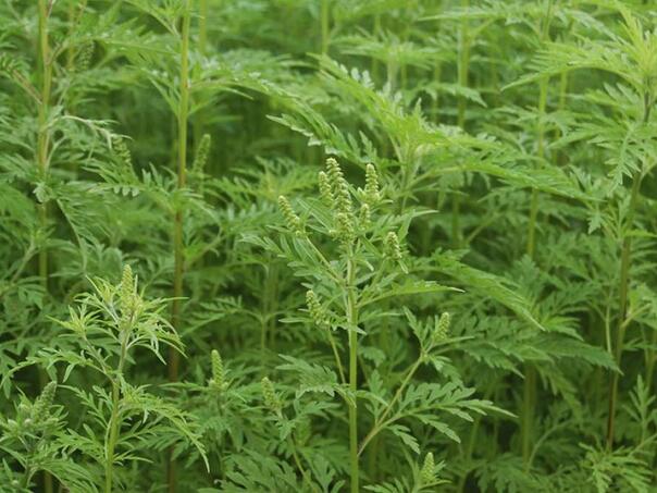 Od početka oktobra značajan pad koncentracije polena alergenih biljaka u KS