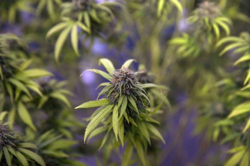Odobren nacrt zakona o legalizaciji uzgoja kanabisa za ličnu upotrebu