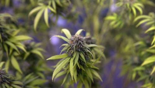 Odobren nacrt zakona o legalizaciji uzgoja kanabisa za ličnu upotrebu