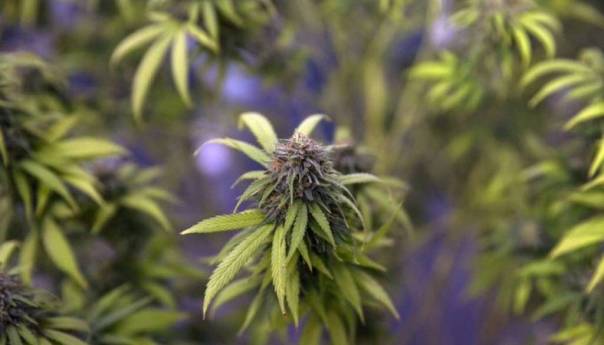 Odobren nacrt zakona o legalizaciji uzgoja kanabisa za ličnu upotrebu
