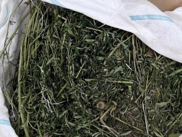 Određen pritvor muškarcu iz Modriče: Pronađeno mu 20 kilograma marihuane