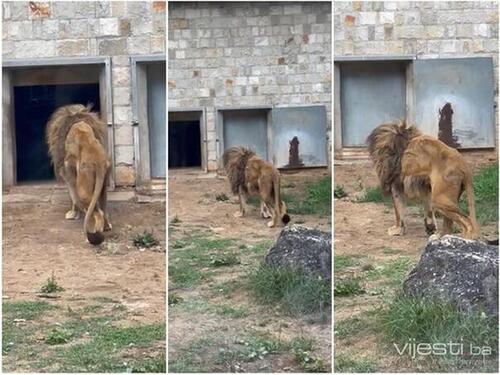 Oglasila se zamjenica gradonačelnika Sarajeva nakon spornog snimka lava u Pionirskoj